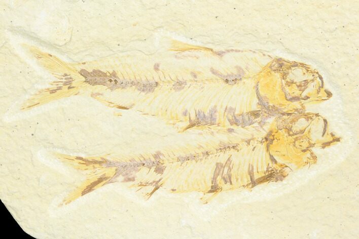 Pair of Fossil Fish (Knightia) - Green River Formation #126475